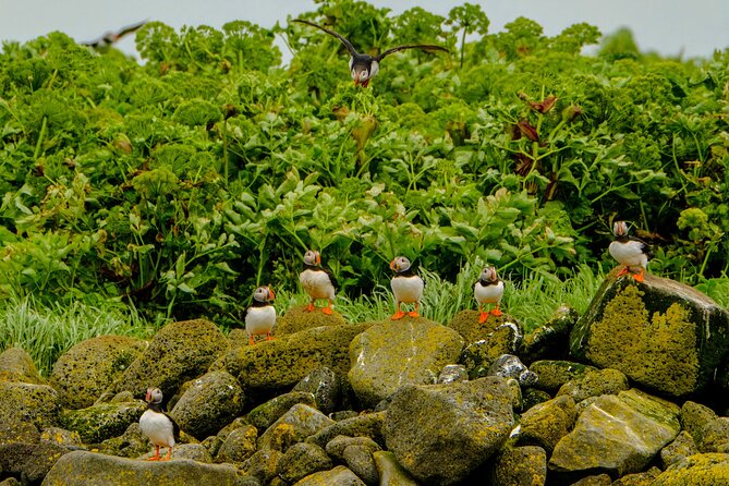 Puffin Watching Speedboat Express - Participant Requirements
