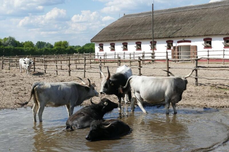 Puszta Tour and Horse Show - Overview of the Puszta Tour
