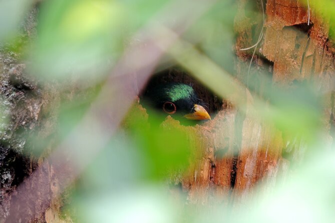 Quetzal Tour on Lake Atitlan - Quetzal Observation Highlights