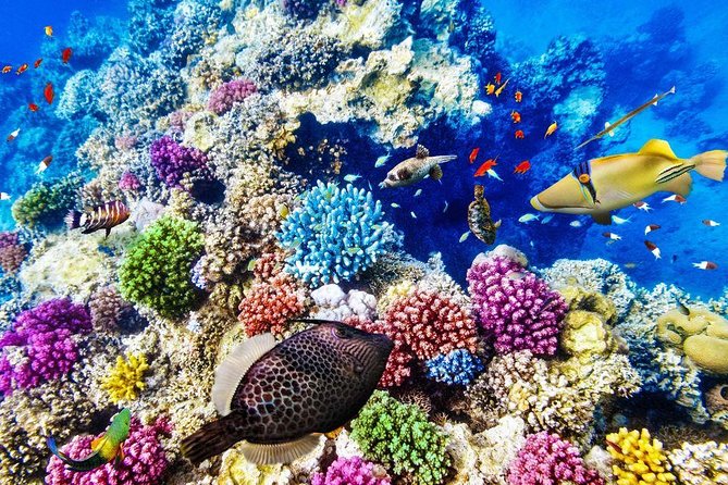 Red Sea: Semi Submarine Trip & Snorkeling - Inclusions and Logistics Overview
