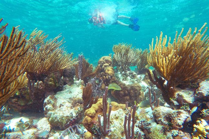 Reef Snorkeling in National Park From Cancun With Beachside Lunch - Participant Feedback