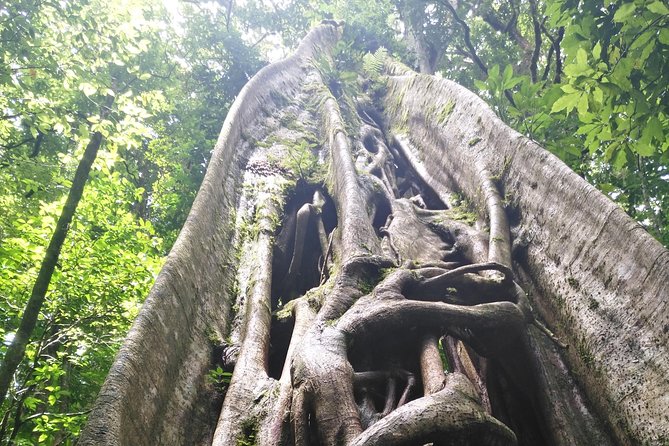 Regular Guided Tour Monteverde Reserve - Reviewers Perspectives