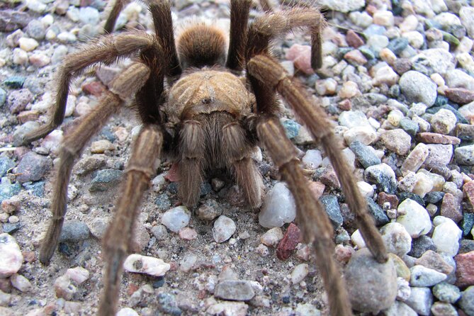 Reptile Hunting in The Sonoran Desert - Choosing a Reliable Guide
