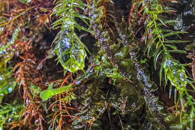 Rio Celeste Guided Hike - Tenorio Volcano - Full Tour - Inclusions and Facilities
