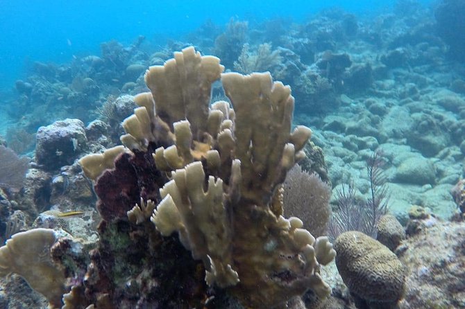 Roatan Jet Ski Shore Excursion With Snorkel and Beach - Discovering Marine Life