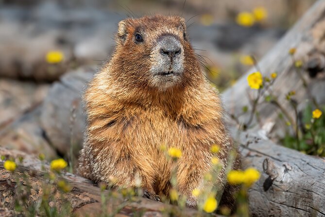 Rocky Mountain National Park: 6 Hr Private Wildlife Driving Tour - Meeting Point and Pickup