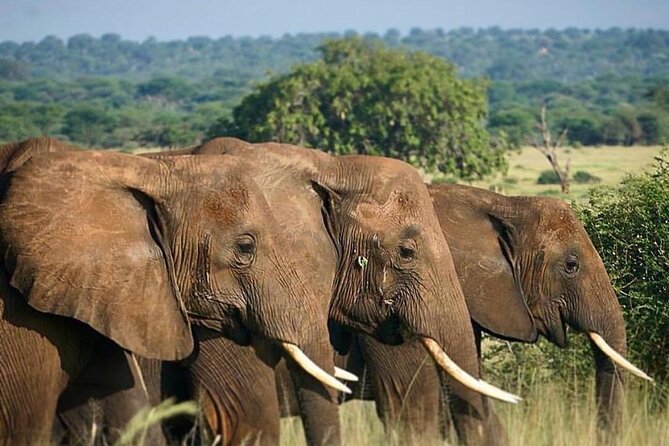 Royal Day Trip to Selous/Nyerere Park Fly Safari From Zanzibar - Expectations