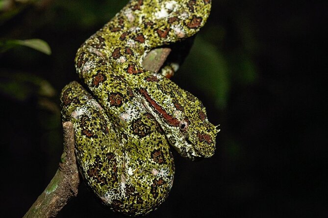 Rural Coffee Processes Inside the Forest With Night Tour - Learning About Coffee Cultivation