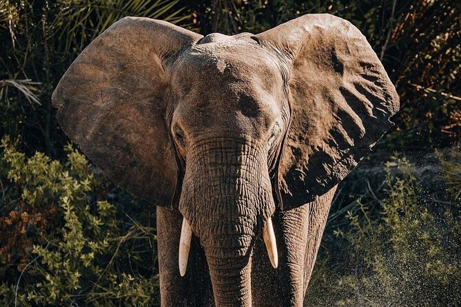 Saadani National Park Day Tour - Booking Information
