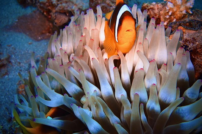 Safari Blue Hall & Dahab Tour With Camel, Snorkelling From Sharm El Sheikh - Tips for Travelers