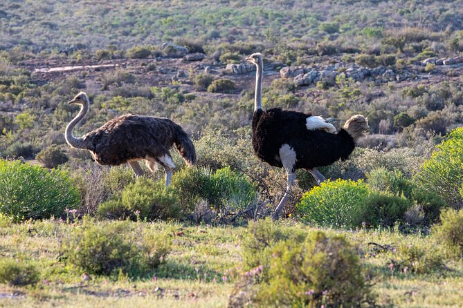 Safari Cycle and !Khwa Ttu San Heritage Experience - Participation Requirements