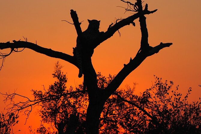 Safari Game Drive in the Greater Kruger Out of Hoedspruit - What to Expect During the Safari