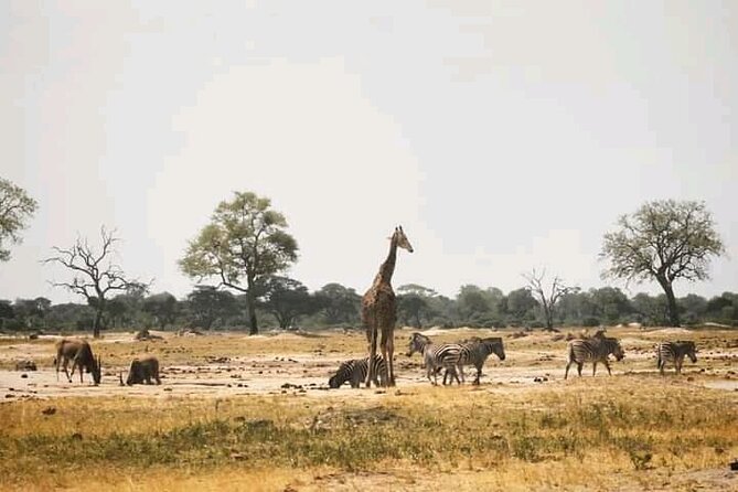 Safari Game Drive in Zambezi National Park - Guest Feedback and Reviews