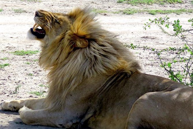 Safari in Tanzania December - April, the Great Migration of the Serengeti - Accessibility and Participation