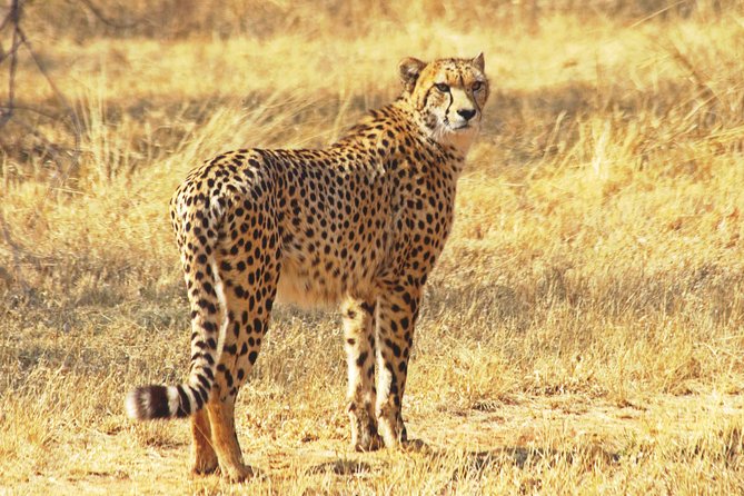 Safari in the Kruger National Park - 4 Days-All Inclusive & Private - Pickup Information