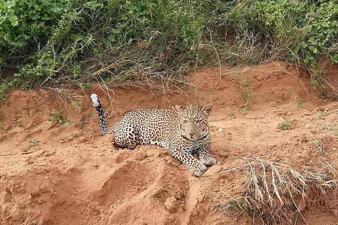 Safari Kenya With Patrick - Pickup and Transportation