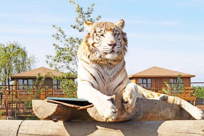 Safari Park - Visitor Experiences