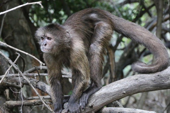 Safari Pilanesberg Nature Reserve & Monkey Sanctuary - Health and Accessibility
