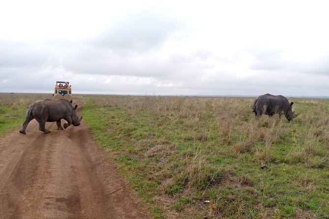 Safari Tour : Nairobi National Park - Pricing and Booking Details