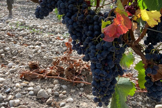 Saint Emilion Castle and Village Wine Tour - Transportation Details