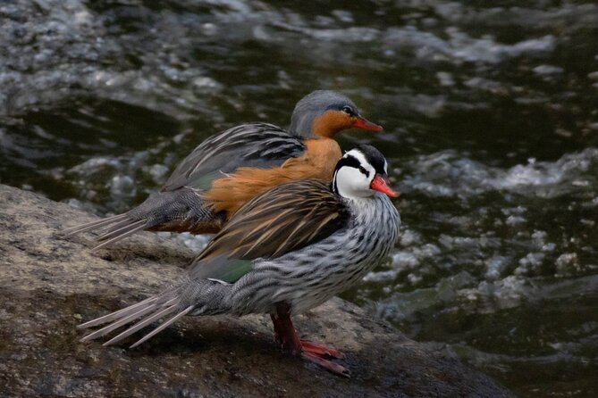 Salento: Birding Along the Torrent River - Frequently Asked Questions
