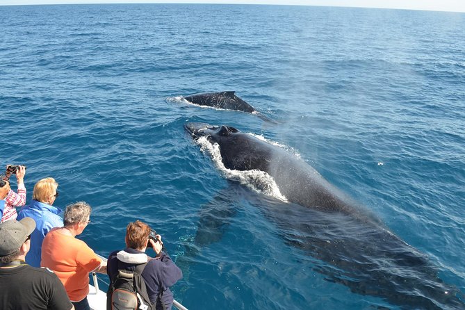 Samana Tours (With Whales) Full Day Excursion! All Inclusive Tour! - Accessibility
