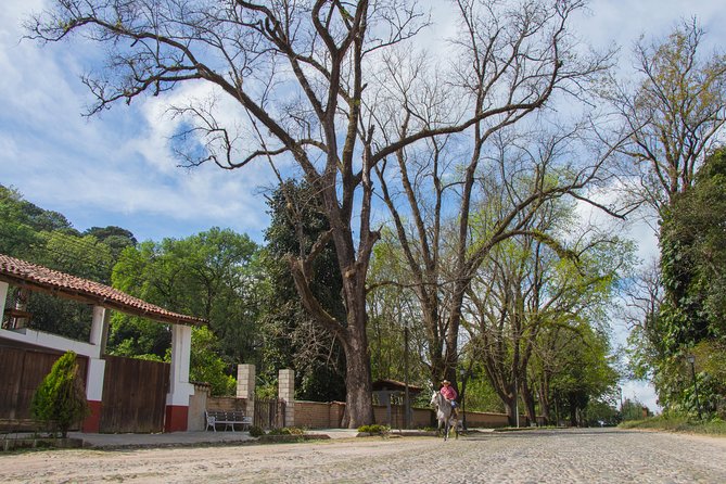 San Sebastian Del Oeste - Coffee and Agave Cultivation