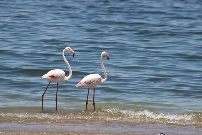 Sandwich Harbour Scenic Excursion - For The Cruise Ships - Traveler Reviews and Feedback