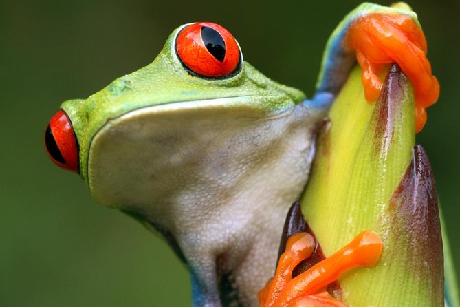 Sarapiqui River Cruise & Rainforest Walk. Private Tour - Pickup and Start Time
