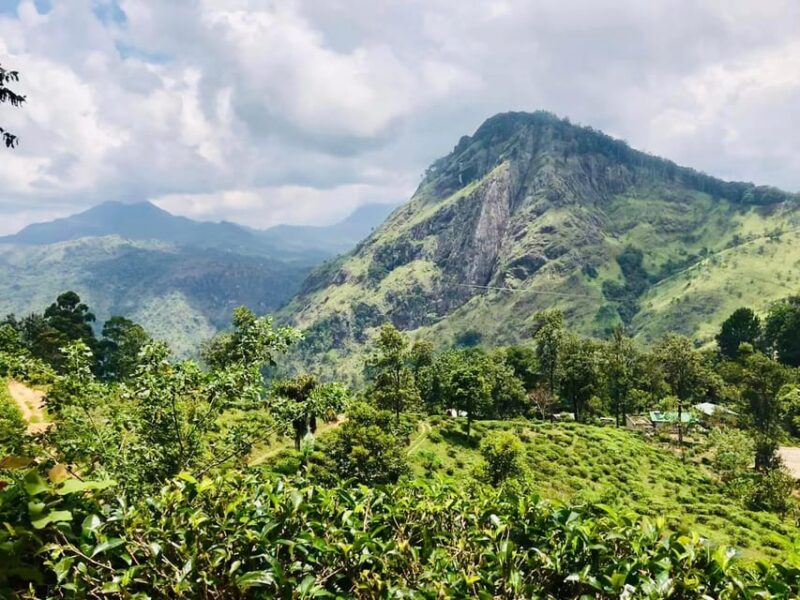 Scenic Sri Lanka 5 Days Tour - Included Services