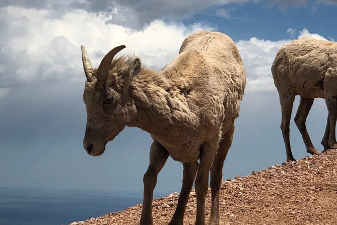 Scenic Tour of the Pikes Peak Highway (November Thru April) - Inclusions of the Tour