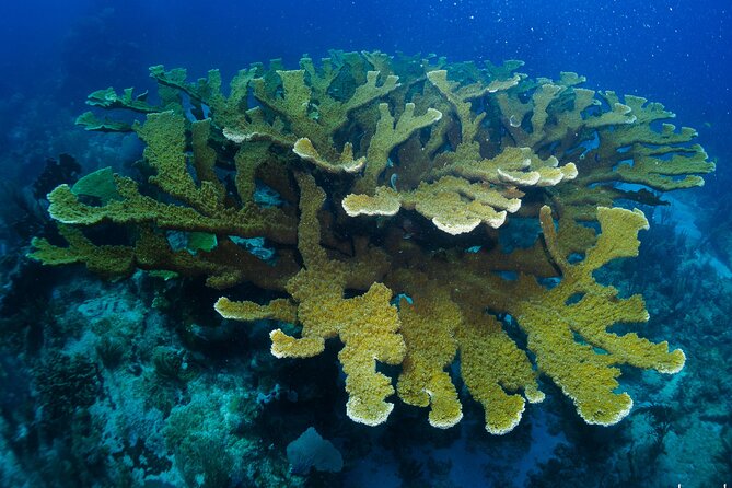 SCUBA Diving Adventure in Mahahual, SCUBA Gear Included - Participant Requirements and Restrictions