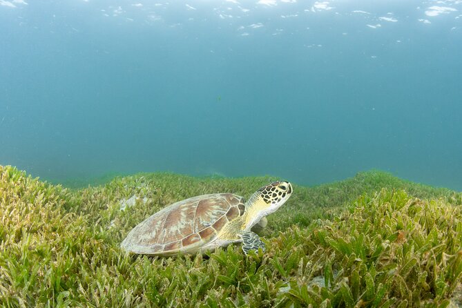 Scuba Tour for Certified Divers in San Juan - Marine Life Exploration