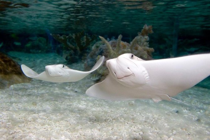SEA LIFE Orlando Aquarium - Marine Life and Encounters