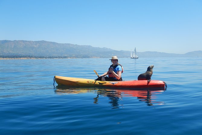 Sea Lion Kayak Tour - Santa Barbara Harbor - Wildlife Spotting Opportunities
