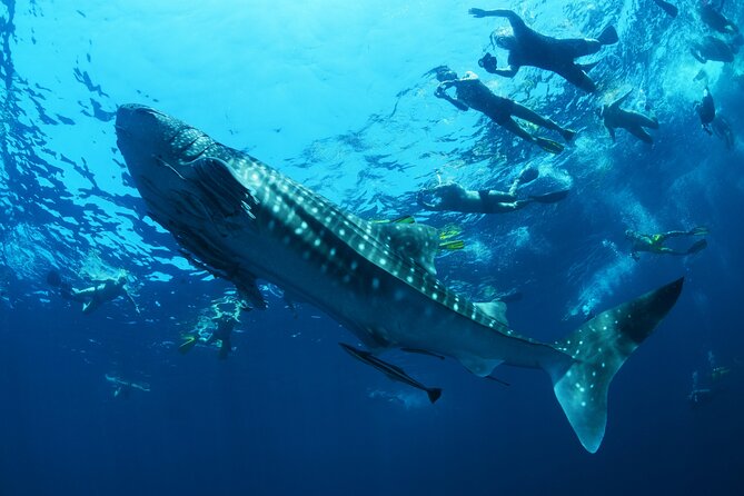 Sea of Cortez Combo: Whale Sharks, Sea Lions & Balandra Beach - Meeting and Pickup