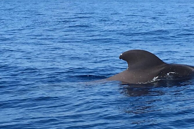 SEA SAFARI, Dolphins, Whales, Snorkeling, Snack and Drink, 2 H Speedboat - Meeting Point and Pickup Information