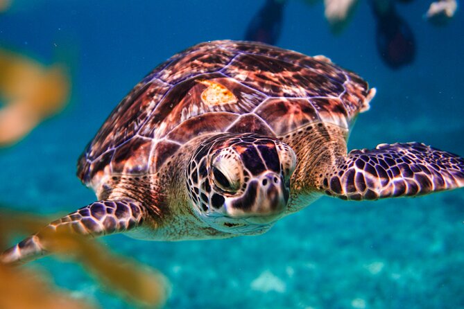 Sea Turtle and Cenotes Half Day Snorkeling Tour From Riviera Maya - Itinerary Highlights