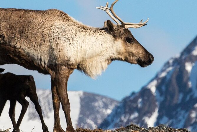 Self-Guided Alaska Wildlife Center and Turnagain Arm Tour W/Alyeska Tram - Customer Reviews