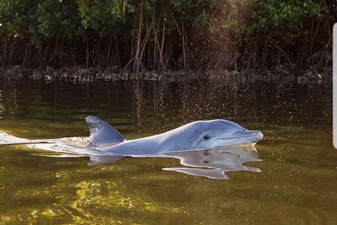 Self-Guided Kayaking Manatee and Dolphin Tour - Cancellation Policy