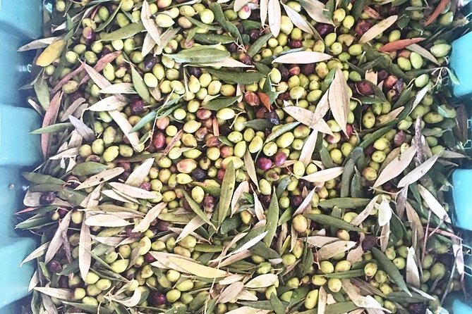 Semi- Private Olive Grove and Oilve Mill With Olive Oil Tastings - Pickup and Drop-off Details