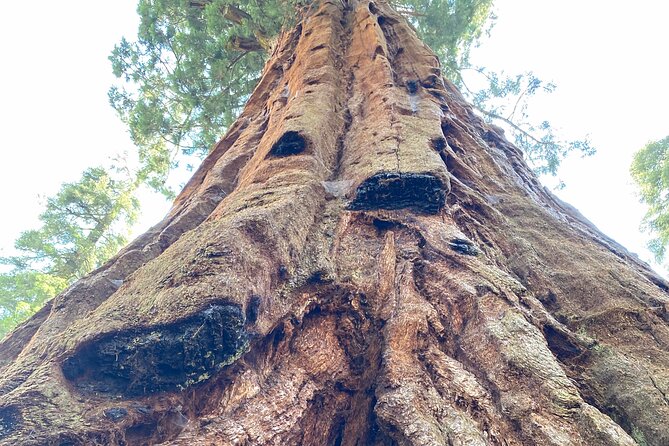 Semi Private Tour to Sequoia National Park With Lunch - Exploring General Sherman Tree