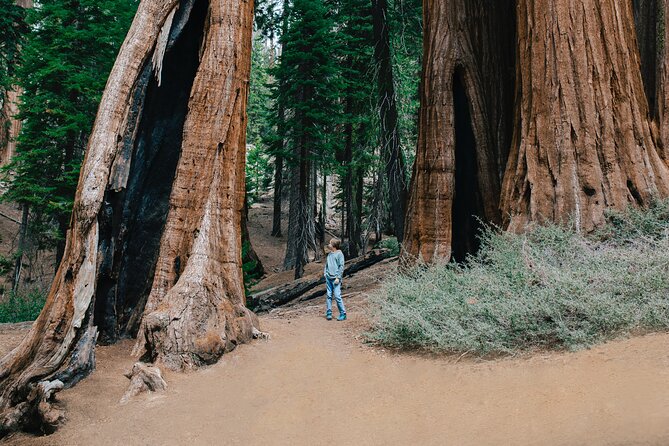 Sequoia Full Day Private Tour and Hike - Exploring Sequoia Trees