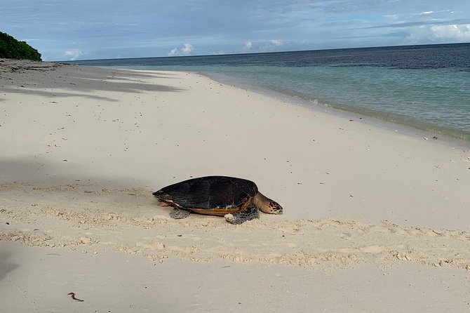 Seychelles Island Tour (Private 4 Hours or 8 Hours) - Highlights of Traveler Reviews