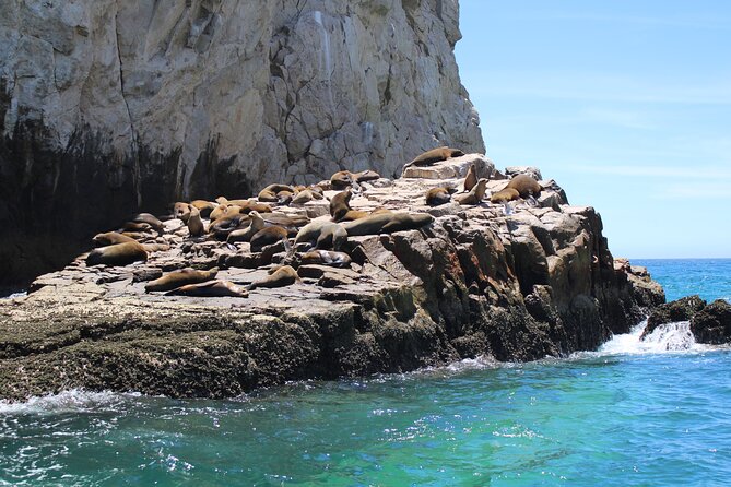 Shared Tour to the Arch of Cabo San Lucas - Traveler Ratings and Feedback
