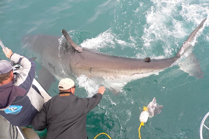 SHARK CAGE DIVING and VIEWING (Self Drive) - Video and Meal Provisions