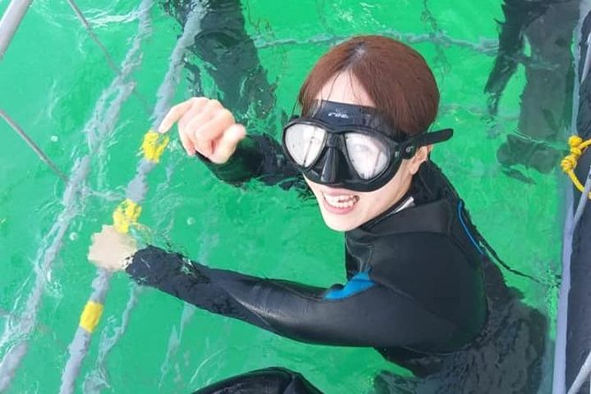 Shark Cage Diving - Educational Aspects of the Tour