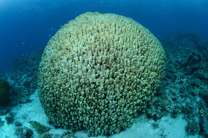 Shore Certified Diving - Two Dives - Activity Details
