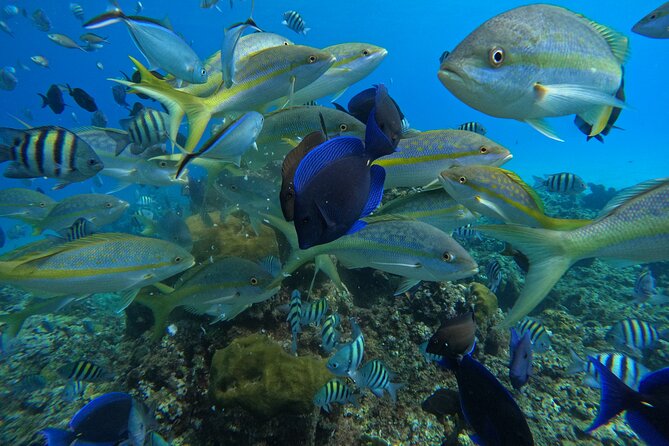 Shore Excursion 4-Hour Party Catamaran and Snorkeling - Cancellation Policy