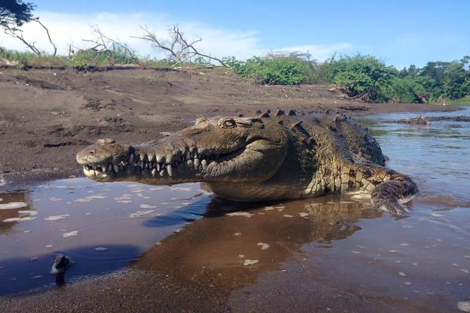 Shore Excursion Crocodile Safary and Other Attractions From the Countryside. - Pickup and Logistics